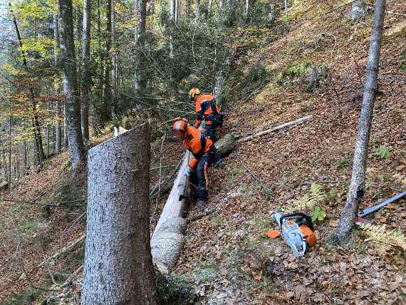 felling a tree