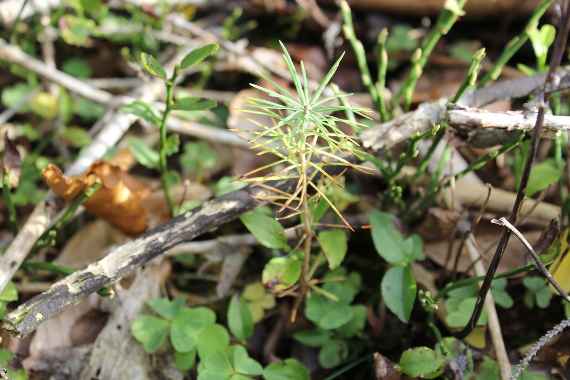 Rejuvenation in the protective forest Rejuvenation in the protective forest